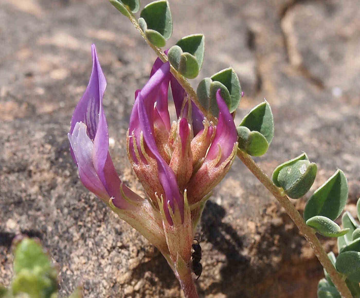 Milk-Vetch, Montpellier flower